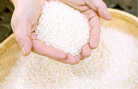 おいしいお米を育む福知山の自然