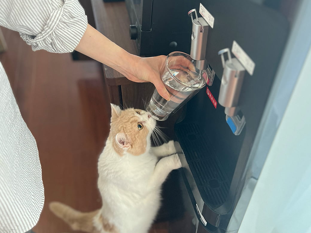 コスモウォーターのウォーターサーバーから水を注ぐ人と、ウォーターサーバーに足をかける猫の写真