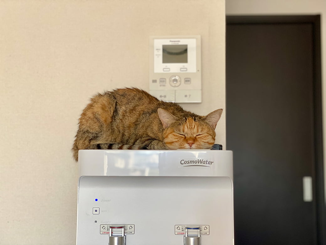 コスモウォーターのウォーターサーバーの上で眠る猫の写真